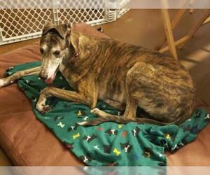 Greyhound Dogs for adoption in East Derry, NH, USA