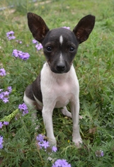 Rat-Cha Dogs for adoption in Junction, TX, USA