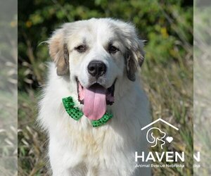 Great Pyrenees Dogs for adoption in Omaha, NE, USA