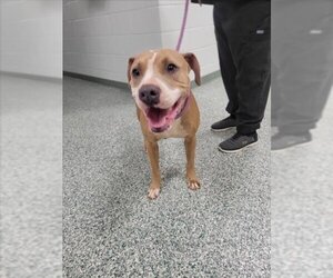 American Pit Bull Terrier Dogs for adoption in Salisbury, NC, USA