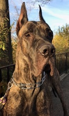 Great Dane Dogs for adoption in Staten Island, NY, USA