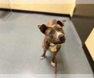 Small American Pit Bull Terrier Mix