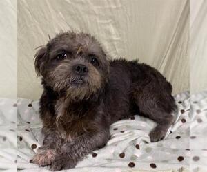 Cairn Terrier Dogs for adoption in Modesto, CA, USA