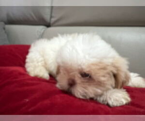 Shih Tzu Dogs for adoption in Oakland Park, FL, USA