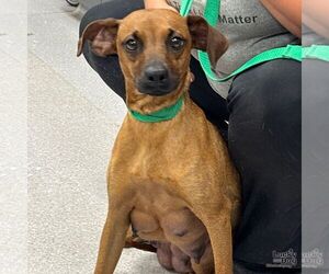 Miniature Pinscher-Unknown Mix Dogs for adoption in Washington, DC, USA