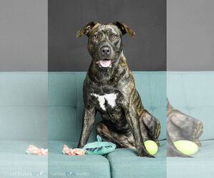 American Staffordshire Terrier-Labrador Retriever Mix Dogs for adoption in Tampa, FL, USA