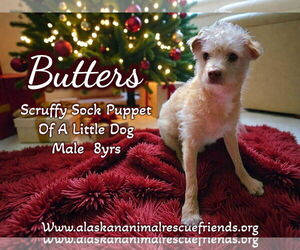 Poodle (Miniature)-Unknown Mix Dogs for adoption in Anchorage, AK, USA