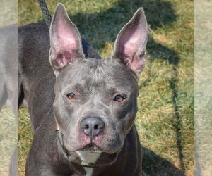 American Staffordshire Terrier Dogs for adoption in Huntley, IL, USA
