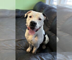 American Bulldog-Unknown Mix Dogs for adoption in Spring Lake, NJ, USA