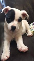 Medium Photo #1 Mutt Puppy For Sale in Redding, CA, USA