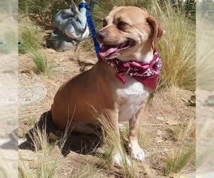 Puggle Dogs for adoption in Apple Valley, CA, USA