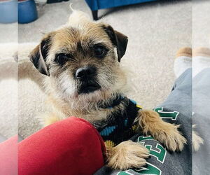 Border Terrier-Unknown Mix Dogs for adoption in Germantown, OH, USA