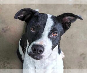 Borador Dogs for adoption in Anniston, AL, USA