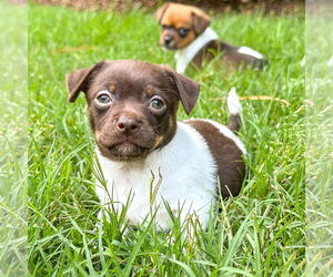 Chihuahua-Unknown Mix Dogs for adoption in Holly Springs, NC, USA