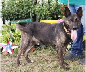 Dutch Shepherd -Unknown Mix Dogs for adoption in Holly Hill, SC, USA