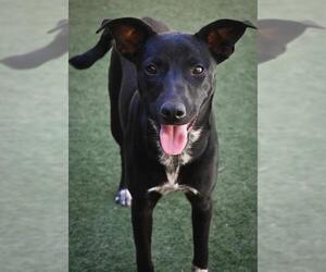 Mutt Dogs for adoption in Sacramento, CA, USA