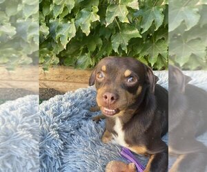 Medium Photo #4 Puggle Puppy For Sale in Banning, CA, USA