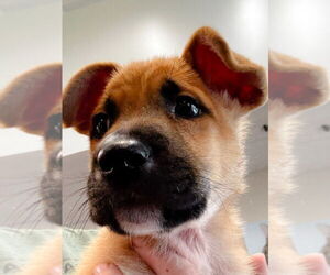 Mutt Dogs for adoption in Hilton Head, SC, USA