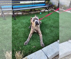 Mutt Dogs for adoption in Perth Amboy, NJ, USA