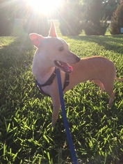 Rat-Cha Dogs for adoption in Orlando, FL, USA