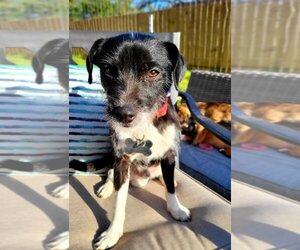Jack Russell Terrier-Unknown Mix Dogs for adoption in Marrero, LA, USA
