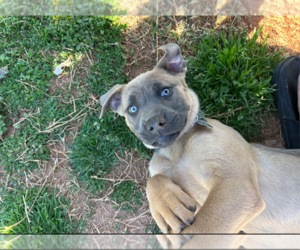 Mastiff-Staffordshire Bull Terrier Mix Dogs for adoption in Holly Springs, NC, USA