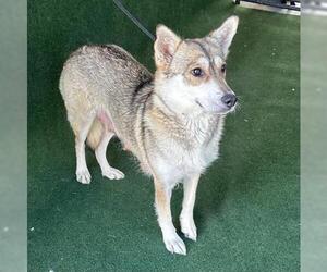 - Mix Dogs for adoption in Redwood City, CA, USA
