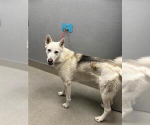 Siberian Husky-Unknown Mix Dogs for adoption in Las Vegas, NV, USA