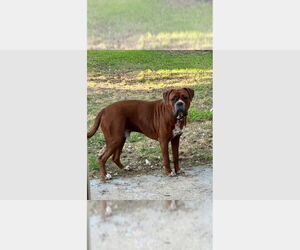 Boxer Dogs for adoption in Austin, TX, USA