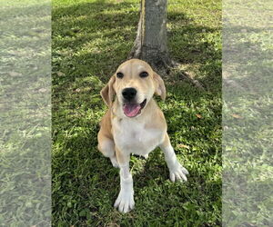 Anatolian Shepherd-Collie Mix Dogs for adoption in Sanford, FL, USA