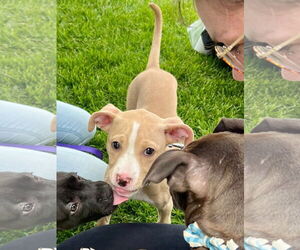 American Pit Bull Terrier-Unknown Mix Dogs for adoption in New London, WI, USA