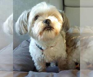 Shih Tzu Dogs for adoption in Caribou, ME, USA