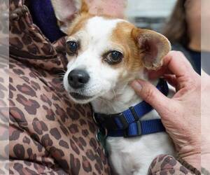 Chihuahua-Unknown Mix Dogs for adoption in Mundelein, IL, USA