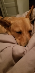 Dorgi Dogs for adoption in Des Moines, IA, USA