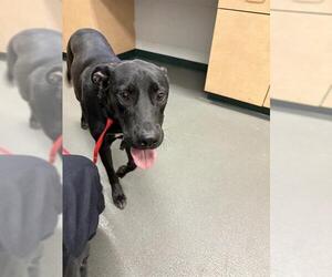 Labrador Retriever Dogs for adoption in Corpus Christi, TX, USA