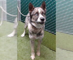 Siberian Husky Dogs for adoption in Downey, CA, USA