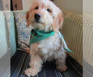 Goldendoodle (Miniature) Dogs for adoption in Grovertown, IN, USA