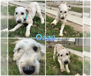 Mutt Dogs for adoption in Pierceton , IN, USA