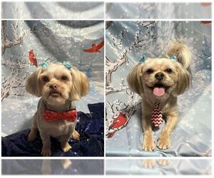 Shih Tzu-Unknown Mix Dogs for adoption in Williamsburg, IA, USA