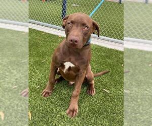 Labrador Retriever-Unknown Mix Dogs for adoption in Baytown, TX, USA