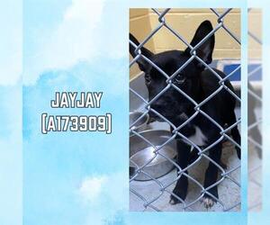 French Bulldog-Unknown Mix Dogs for adoption in Tulsa, OK, USA