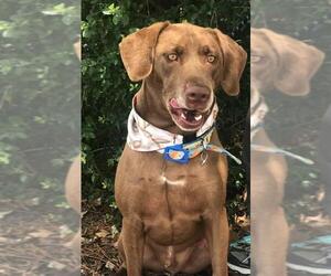 Labmaraner Dogs for adoption in White River Junction, VT, USA