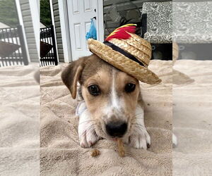 Beagle-Unknown Mix Dogs for adoption in Mooresville, NC, USA