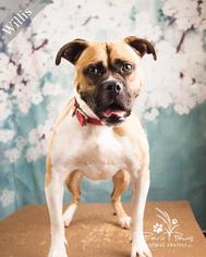 Boxer Dogs for adoption in Ottawa, KS, USA