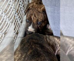 Boxador Dogs for adoption in CRESCENT CITY, FL, USA