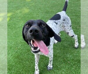German Shorthaired Pointer Dogs for adoption in Evansville, IN, USA