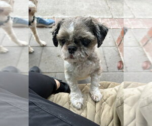 Shih Tzu Dogs for adoption in San Diego , CA, USA