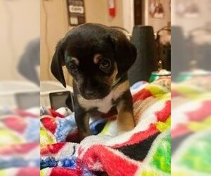 Chiweenie Dogs for adoption in Spring Lake, NC, USA