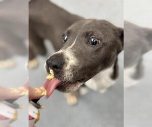 American Pit Bull Terrier-Whippet Mix Dogs for adoption in Tulsa, OK, USA