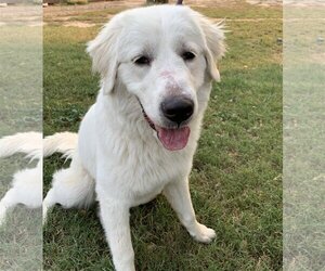 Great Pyrenees Dogs for adoption in Granite Bay, CA, USA